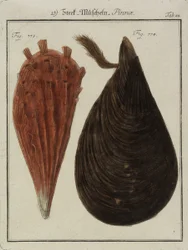 Mexilhões, de Neues Systematisches Conchylien-Cabinet (O Novo Gabinete Sistemático de Conchas), 1784 (gravura e gravação à mão)