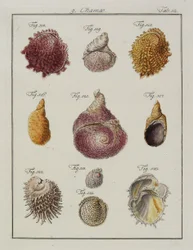 Conchas do mar: Chamae, Pinnae, de Neues systematisches Conchylien-Cabinet, 1784 (gravura e gravação à mão)