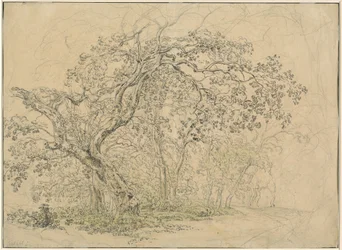 Bosque das Árvores [verso]