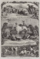 A Exposição de Sporting e outros Cães no Repositório de Cavalos, Holborn, Prize Animals