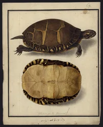 Chrysemys picta, antes de 1792