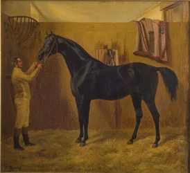 Cometa negro