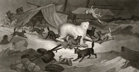 Caça ao Urso, gravada por JC McRea, de &39;Explorações Árticas nos Anos de 1853, 54, 55&39;, Volume I, do Doutor Elisha Kent Kane (1820-57), publicado em Filadélfia, 1856