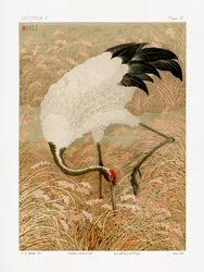 Grou-de-sarus num campo de arroz