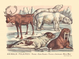 Página 14: Animais polares: renas, ursos polares, foca harpa, morsa macho