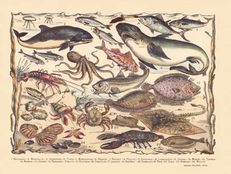 Página 16: Medusa, toninha, arenque, atum, cavala, tubarão, tainha, polvo, sardinha, lagosta, choco, bacalhau, pregado, barba, caranguejo, ermitão, ostras, vieiras, asteria, azulejo, raia, linguado, lagosta, mexilhões