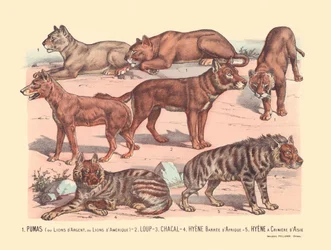 Página 13: Pumas ou leões de prata ou leões americanos Lobo, chacal, hiena barrada africana, hiena de juba asiática