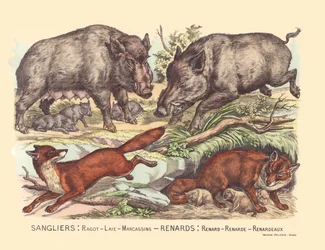 Página 9: Javalis: fofoca, banha, marcassinas Raposa: raposa, raposa, raposa