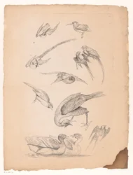 Onze pássaros chineses, incluindo patos e conures Vários pássaros chineses (título da série) Livre des differentes éspeces d