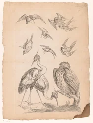 Dez aves chinesas, incluindo duas garças e um martim-pescador
Várias aves chinesas (título da série)
Livre des differentes éspeces d
