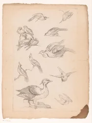 Quatorze aves chinesas, incluindo patos e martins-pescadores Vários pássaros chineses (título da série) Livre des differentes éspeces d