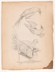 Quatro aves chinesas, possivelmente aves do paraíso
Várias aves chinesas (título da série)
Livre des differentes éspeces d