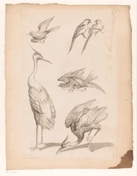 Sete pássaros chineses, incluindo garças e conures Vários pássaros chineses (título da série) Livre des differentes éspeces d