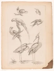 Sete pássaros chineses, incluindo garças e conures Vários pássaros chineses (título da série) Livre des differentes éspeces d