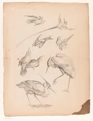 Nove aves chinesas, incluindo uma garça e possivelmente aves do paraíso
Várias aves chinesas (título da série)
Livre des differentes éspeces d