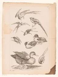 Nove aves chinesas, incluindo patos, um martim-pescador e possivelmente aves do paraíso
Várias aves chinesas (título da série)
Livre des differentes éspeces d
