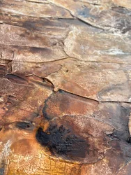 Terra Rachada Dourada