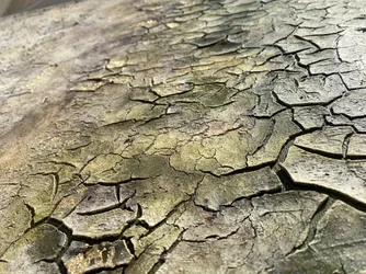 Fissuras orgânicas causadas pela intempérie