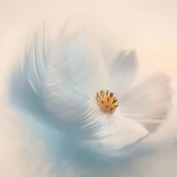 Pena Floral de Sonho