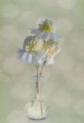 Flores brancas elegantes