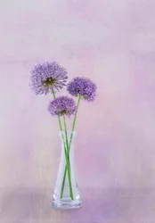 Flores roxas num vaso de Allium