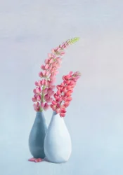 Vasos com lupinos rosa claro