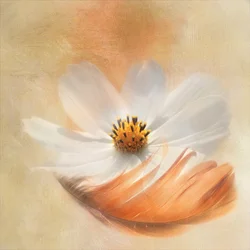 Pena de Cosmos Branca