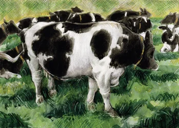 Vacas Friesian (wc)
