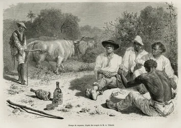 Um grupo de vaqueiros jogando cartas e bebendo álcool, perto de seus rebanhos de bois, gravados após um desenho de G.Vuillier, para ilustrar a história De Cayenne aux Andes, de Jules Crevaux, médico da marinha francesa, em 1878-1879, publicada no tour du m