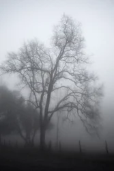 A misteriosa árvore enevoada