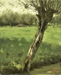 O Salgueiro