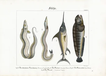 Peixes marinhos: Peixe-cofre, enguia, peixe-espada e peixe-lobo