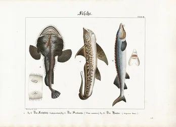 Peixes marinhos: Tamboril, peixe-coelho e esturjão Beluga