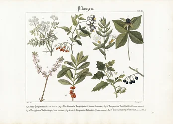 Plantas medicinais e venenosas