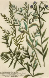 Variedades de Gromwell, espécies de Lithospermum