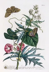 1. Abutilon, 2. Convolvulus, c. 1748 gravura colorida à mão.