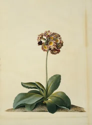 Uma Aurícula Rosa Variegada,
