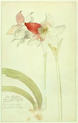 Amaryllis, lírio-Narciso, indiana