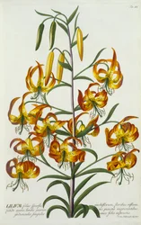 Lírio Turkscap Lily americano, c. 1740 gravura colorida à mão.
