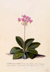 Aricula Ursi Shooting Star, c. 1744 gravura colorida à mão.
