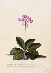 Aricula ursi, Shooting Star, c.1744 (gravura colorida à mão)