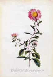 Aster, c. 1743 gravura colorida à mão.