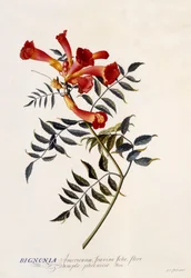 Bignonia Americana, c.1743 (gravura colorida à mão)