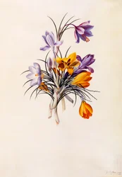 Crocus, c. 1744 gravura colorida à mão.