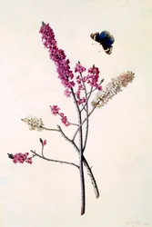 Daphne Mezereum com borboleta, c. 1740 gravura colorida à mão.