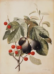 Figos e cerejas, 1747