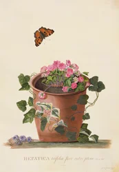 Hepatica trifolia (Nobilis), 1745 (guache sobre velino)