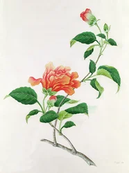 Hibisco
