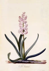 Jacinto &39;Veld Haan&39;, c.1744 (gravura colorida à mão)