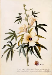 Ketmia, c. 1742 gravura colorida à mão.